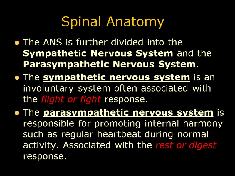 Spinal Anatomy The ANS is further divided into the Sympathetic Nervous System and the